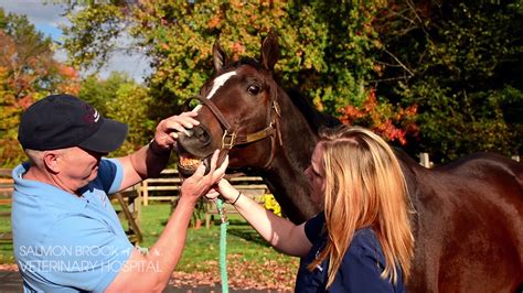 Salmon brook vet - 13 Vet Receptionist jobs available in Salmon Brook, CT on Indeed.com. Apply to Veterinary Receptionist, Front Desk Agent, Kennel Technician and more!